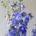 Delphinium Sea Waltz - en vrac