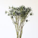 Eryngium (Bulk DIY)