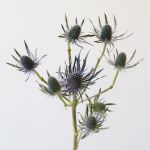 Eryngium (Bulk DIY)