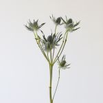 Eryngium (Bulk DIY)