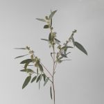 Seeded Eucalyptus (BUlk DIY)