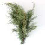 B.C. Carolina Sapphire