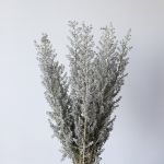 Kochia - Bulk DIY