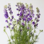 Delphinium Larkspur mauve - en vrac