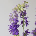 Delphinium Larkspur mauve - en vrac