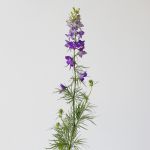 Delphinium Larkspur mauve - en vrac