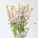Delphinium Larkspur Pink (Bulk DIY)