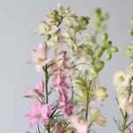 Delphinium Larkspur Pink (Bulk DIY)