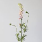 Delphinium Larkspur Pink (Bulk DIY)
