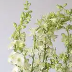 Delphinium Larkspur White (Bulk DIY)