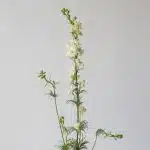 Delphinium Larkspur White (Bulk DIY)