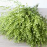 Lepidium (Thlaspi)
