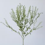 Lepidium (Thlaspi)