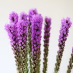 Liatris (Bulk DIY)