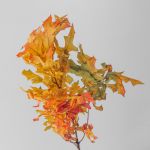 Preserved Oak Branches