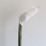 Bird of Paradise Premium (Strelitzia) (Bulk DIY)