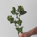 Spray Hypericium Green