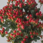 Hypericum rouge en spray 