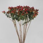 Hypericum rouge en spray 