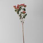 Hypericum rouge en spray 