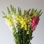Snapdragon Assorted (Bulk DIY)