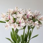 Alstroemeria Assorted Perfection (Bulk DIY)