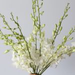 White Dendrobium Orchids