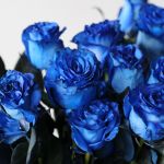 Blue Roses (Bulk DIY)