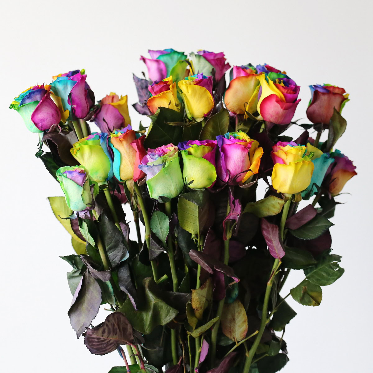 Rainbow Roses
