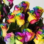 Rainbow Roses (Bulk DIY)
