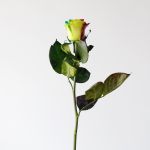 Rainbow Roses (Bulk DIY)