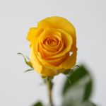 Brighton Roses 70cm (Bulk DIY)