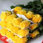 Brighton Roses 70cm (Bulk DIY)