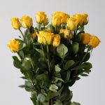 Brighton Roses 70cm (Bulk DIY)