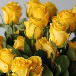 Brighton Roses 70cm (Bulk DIY)