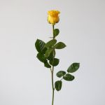 Brighton Roses 70cm (Bulk DIY)