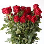 Explorer Roses 60cm (Bulk DIY)