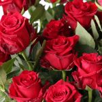 Explorer Roses 60cm (Bulk DIY)