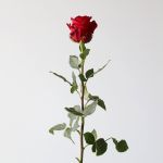 Explorer Roses 60cm (Bulk DIY)