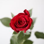 Explorer Roses 60cm (Bulk DIY)