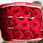 Explorer Roses 60cm (Bulk DIY)