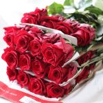 Explorer Roses 60cm (Bulk DIY)