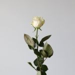 Mondial Roses 70cm (Bulk DIY)