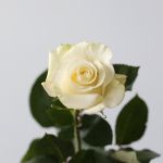 Mondial Roses 70cm (Bulk DIY)