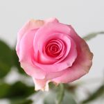 Roses Queen Elizabeth 70cm - en vrac