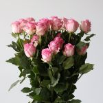 Roses Queen Elizabeth 70cm - en vrac