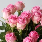 Roses Queen Elizabeth 70cm - en vrac