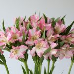 Alstroemeria Dubai Pink Perfection (Bulk DIY)