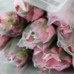 Alstroemeria Dubai Pink Perfection (Bulk DIY)