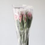 Alstroemeria Dubai Pink Perfection (Bulk DIY)